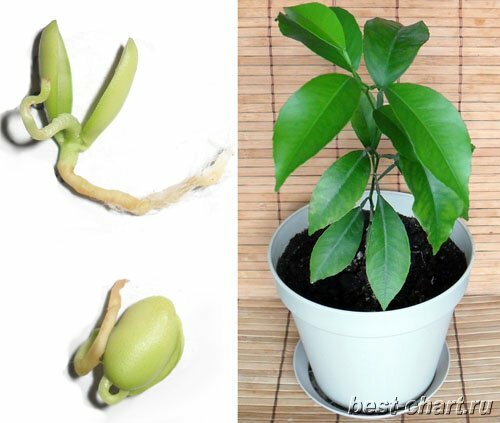 Выращивание мандарин из косточки в домашних условиях. Проращенные косточки мандарин. Деревце мандарина 1,5 года.